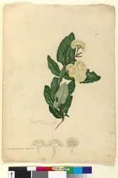 Page 91. Angophora cordifolia